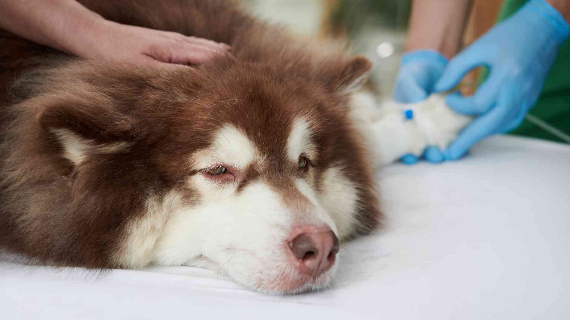 Perro provocar vomito veterinario